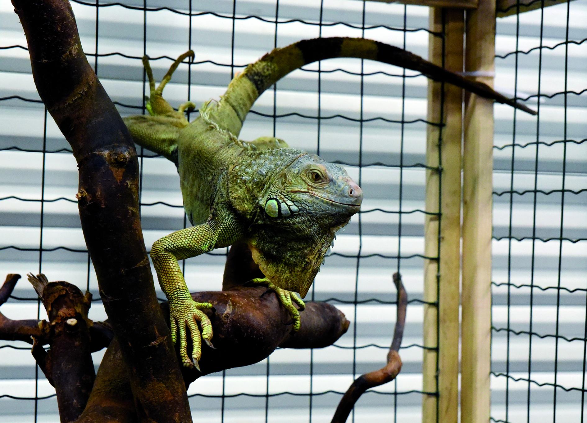 Iguane peuple ombre