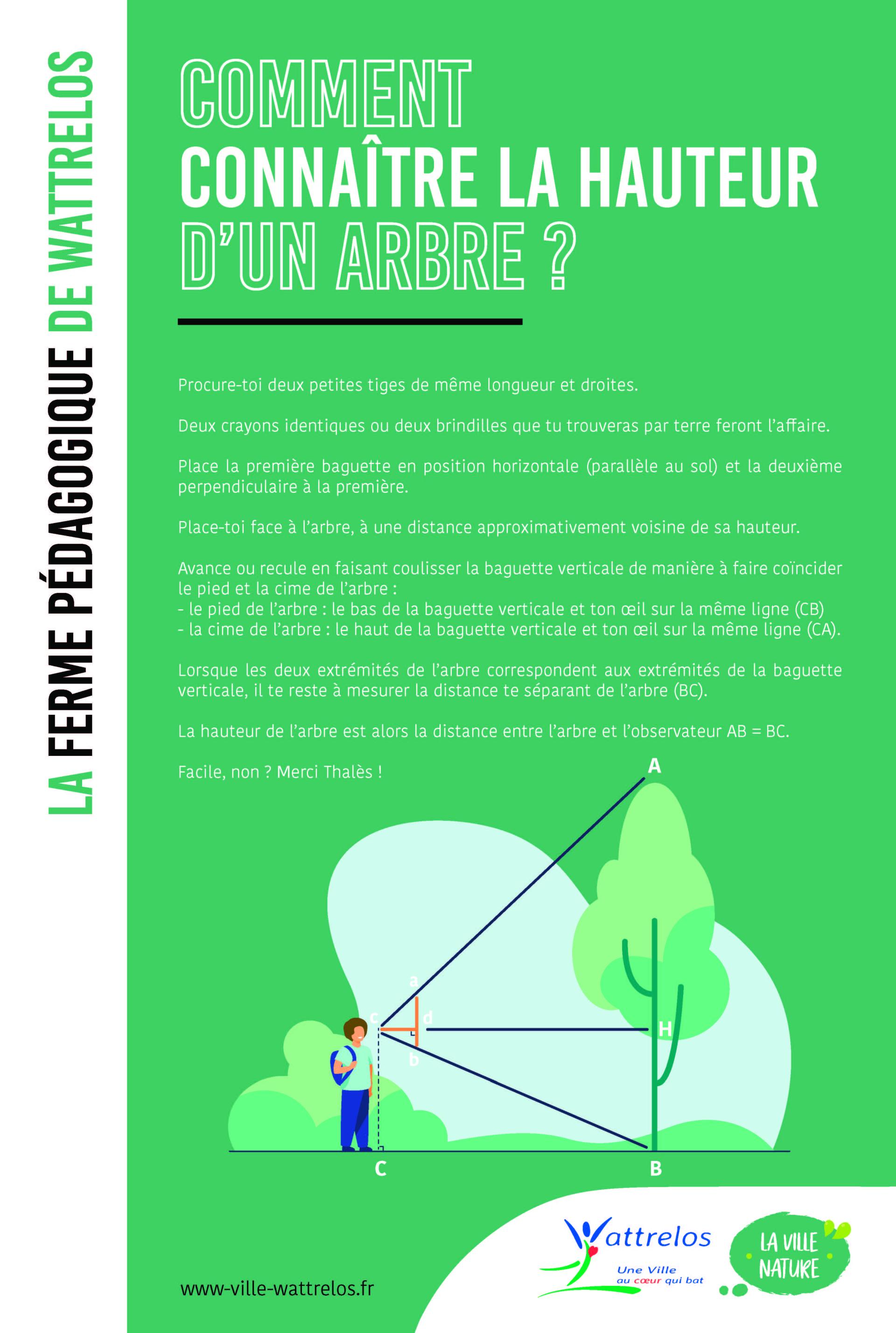 Comment connaître la hauteur d'un arbre ?